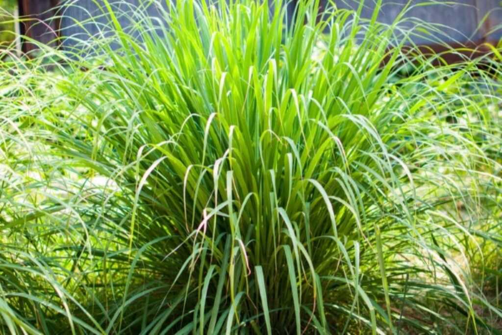 9 Powerful Mosquito Repellent Plant Philippines