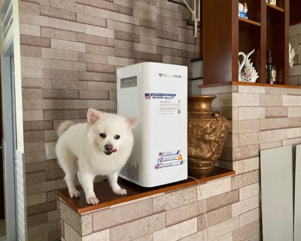 Do Air Purifiers Work With Pet Hair?