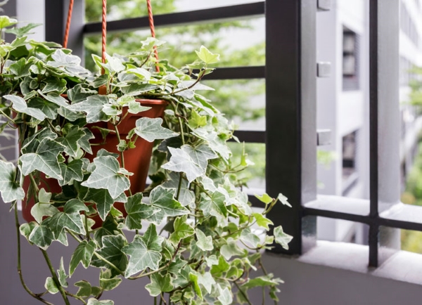 Indoor Plants English ivy
